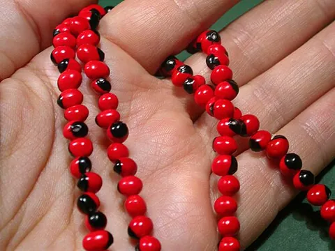 jumbie bead: a jequirity bean, the seed of the jequirity plant (Abrus precatorius) used in beadwork or making...