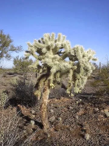 jumping cholla: a cactus of species Cylindropuntia fulgida, of the southwestern US and Sonora in Mexico