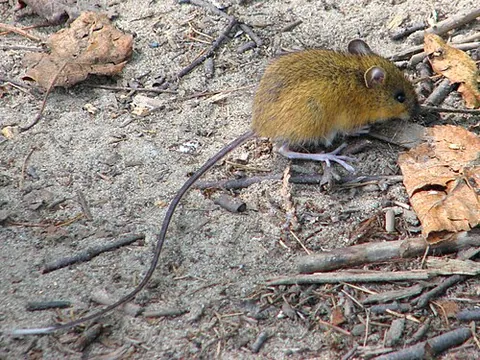 jumping mouse: any species of the taxonomic family Zapodidae of rodents, variously endemic to North America and...
