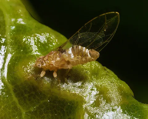 jumping plant louse: synonym of psyllid