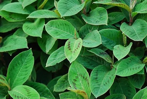 jumpseed: a trailside plant, Persicaria virginiana, with a long seedstalk bearing adhesive seeds