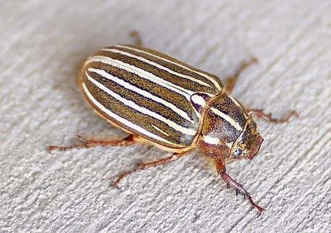 june bug: phyllophaga, a genus of beetles in the subfamily Melolonthinae of the family Scarabaeidae, also...