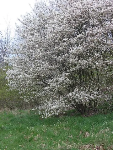 juneberry: any of several North American trees of the genus Amelanchier, having white flowers and edible,...