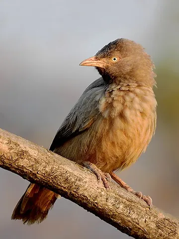 jungle babbler: an oscine passerine bird, Turdoides striata, of the Indian Subcontinent