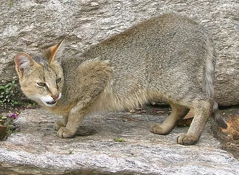 jungle cat: a medium-sized cat, of species Felis chaus, native to Asia