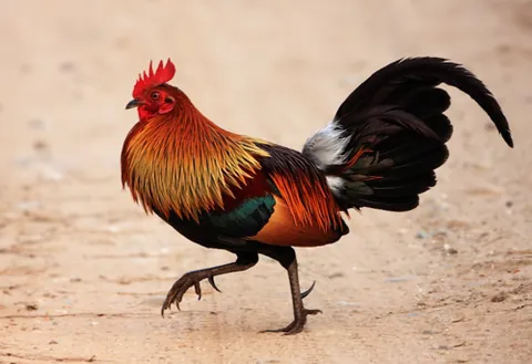 junglefowl: any of four semiflightless, gallinaceous game birds of the genus Gallus, native to southeast Asia,...