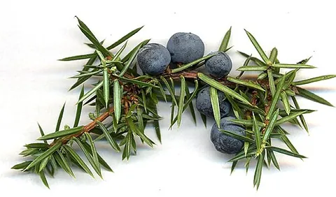 juniper berry: the berrylike female seed cone produced by the various species of junipers