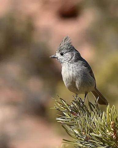 juniper titmouse: a bird of species Baeolophus ridgwayi, in the tit family Paridae, found from southeastern Oregon to...