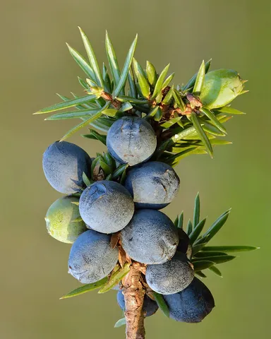 juniper: any shrub or tree of the genus Juniperus of the cypress family, which is characterized by pointed,...
