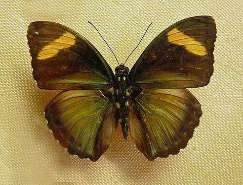 justicia themis forester: any member of the species Euphaedra justitia, of African butterflies
