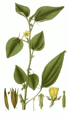 jute mallow: an annual herb (Corchorus olitorius) in the family Malvaceae, cultivated as a source of jute fibre