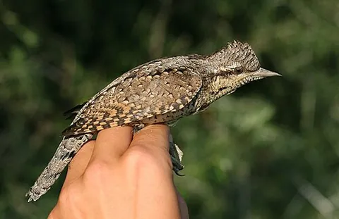 jynx: a bird, the wryneck, once thought a bird of ill omen (Jynx torquilla)
