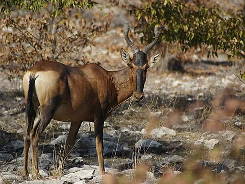 kaama: the hartebeest