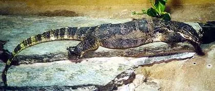 kabaragoya: the water monitor, Varanus salvator, a large lizard of Southeast Asia