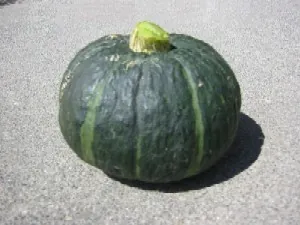 kabocha: a variety of Japanese winter squash, from species Cucurbita maxima