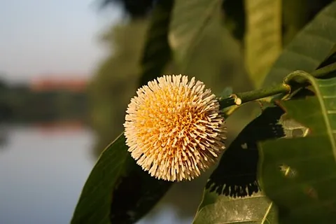 kadam: a tropical evergreen tree, Neolamarckia cadamba (syn. Anthocephalus indicus, Nauclea cadamba),...