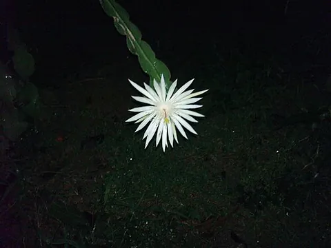 kadupul: epiphyllum strictum or Epiphyllum selenicereus, a flower that blooms at night, believed to have an...