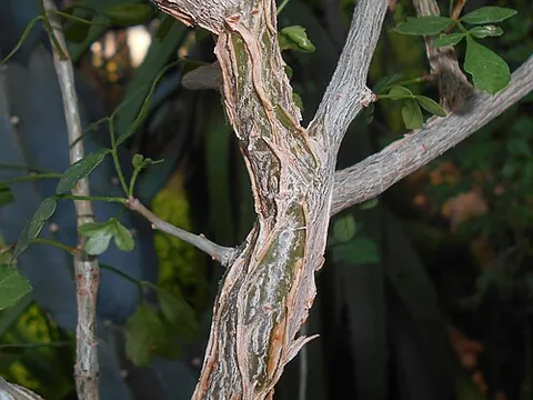 kafal: either of two trees of the genus Commiphora, which yield a gum resin and a red aromatic wood