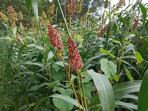 kaffir corn: sorghum cultivars (Sorghum bicolor vars.), used as a food for people and animals and in ethanol...