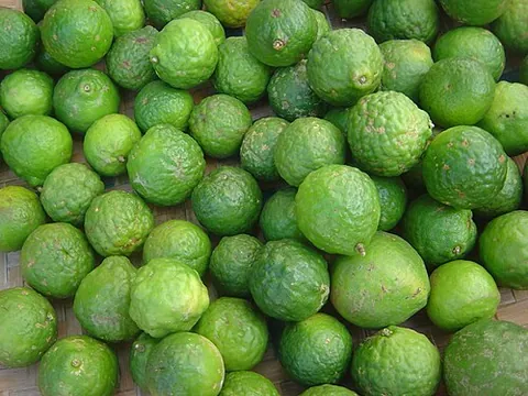 kaffir lime: any member of the species Citrus hystrix of fragrant, small limes native to Southeast Asia, the...