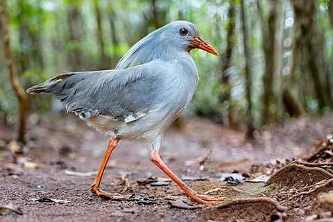 kagu: a New Caledonian endemic bird species, Rhynochetos jubatus, the only surviving member of the family...