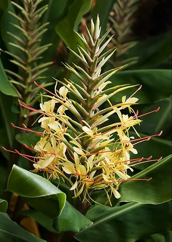 kahili ginger: a plant related to ginger, Hedychium gardnerianum, which is native to the Himalayas but widely...
