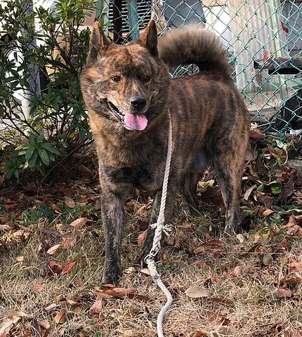 kai ken: a dog of a rare Japanese breed with a wedge-shaped head and prick ears