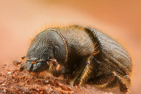 kairomone: any substance produced by an individual of one species (often an insect) that benefits the...