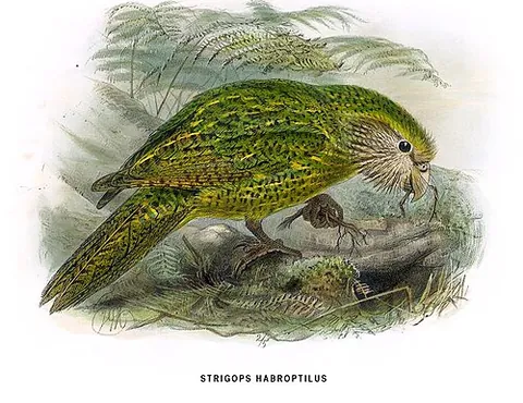 kakapo: a large flightless parrot, Strigops habroptilus, with greenish plumage, that is nocturnal and...