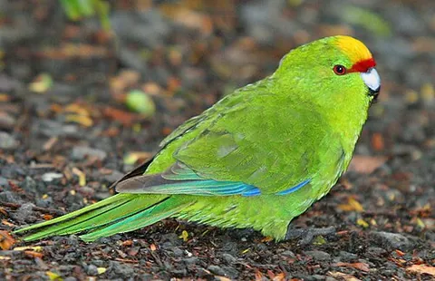 kakariki: a parakeet of New Zealand, genus Cyanoramphus