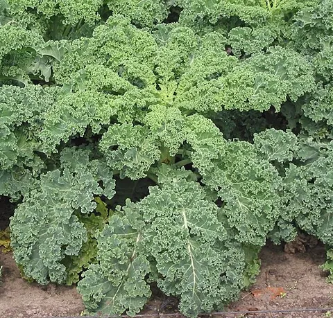 kale: an edible plant, similar to cabbage, with curled leaves that do not form a dense head (Brassica...