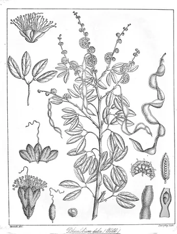 kamachili: a fast-growing tree found in the tropics (Pithecolobium dulce) whose bark is used in tanning