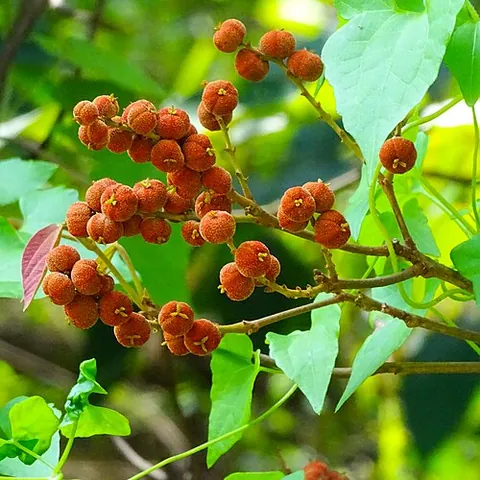 kamala: a small or medium-sized tree (Mallotus philippensis) in the spurge family, found in Asia and...