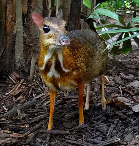 kanchil: a small, agile chevrotain of the genus Tragulus, especially Tragulus kanchil (lesser mouse-deer)