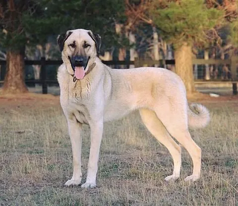kangal shepherd dog: a large livestock guardian dog of a breed native to Sivas in Turkey