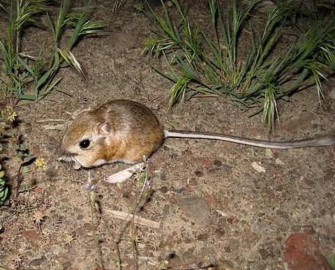 kangaroo mouse: any rodent in the genus Microdipodops, native to the deserts of the South-western United States