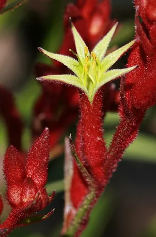 kangaroo paw: any of various perennial flowering plants of the family Haemodoraceae, endemic to the south-west of...