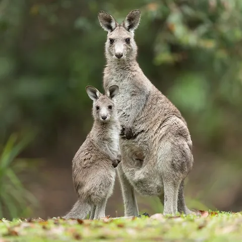kangaroo: a member of the Macropodidae family of large marsupials with strong hind legs for hopping, native...