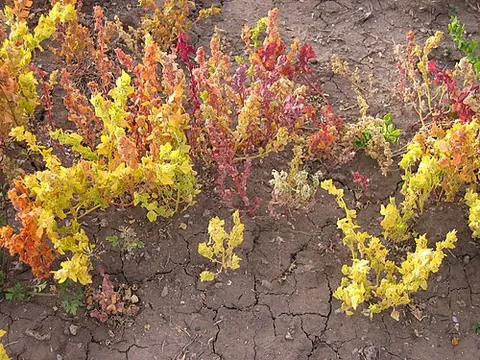 kaniwa: a goosefoot of species Chenopodium pallidicaule, native to the Andean region, and similar in...