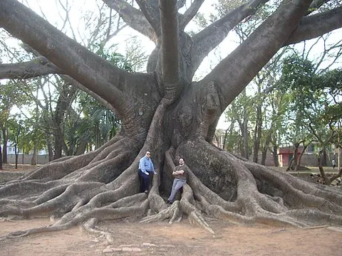 kapok tree: ceiba pentandra, a tree of the tropical Americas and west-central Africa, with white flowers,...