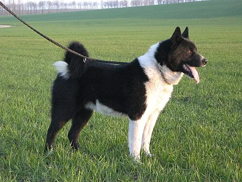 karelian bear dog: a large hunting dog of a breed originating in Finland or Karelia