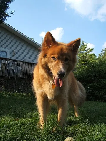 karelo-finnish laika: a breed of spitz-type dog from the Karelian area of Russia, and according to the Finnish Kennel...