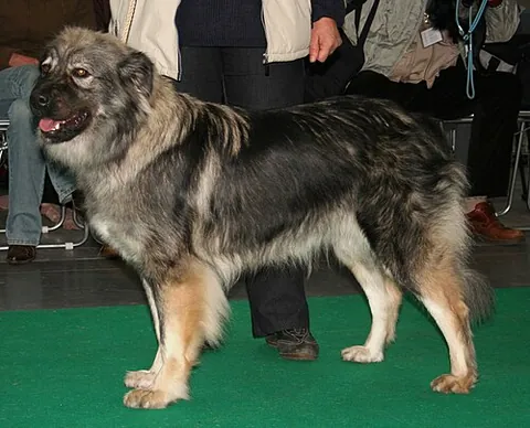karst shepherd: a breed of dog of the livestock guardian type, originating in Slovenia