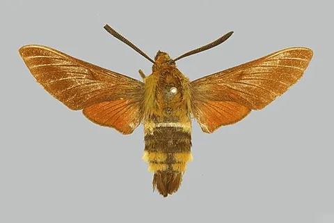 kashmir bee hawkmoth: hemaris rubra, a species of hawk moth found in Kashmir, India