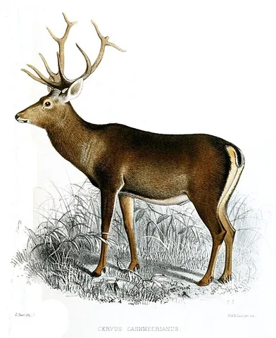 kashmir stag: cervus hanglu hanglu, a subspecies of Central Asian red deer endemic to Kashmir and surrounding...