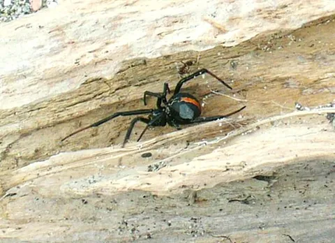 katipo: a venomous spider, Latrodectus katipo, endemic to New Zealand