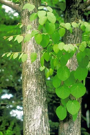 katsura: one of two species of trees in the genus Cercidiphyllum, most commonly Cercidiphyllum japonicum,...