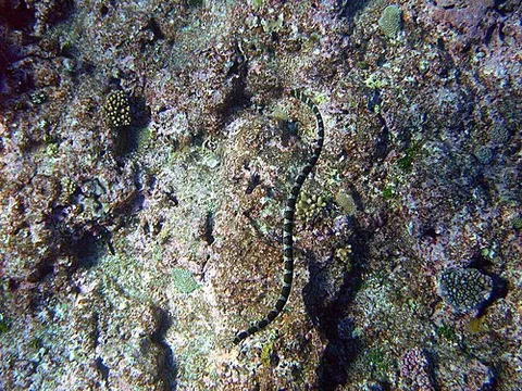 katuali: laticauda schistorhyncha, a species of sea krait, found only in the waters of the Pacific Islands...