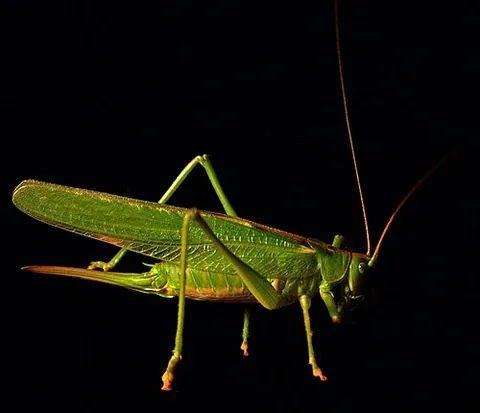 katydid: a cricket of the family Tettigoniidae