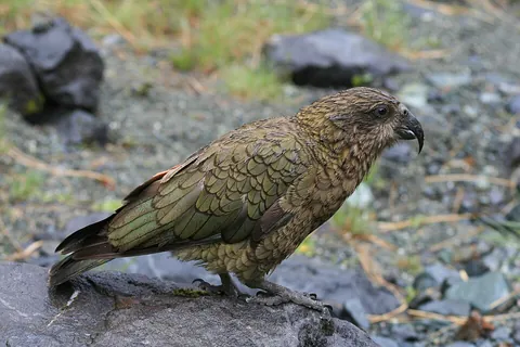 kea: nestor notabilis, a parrot of New Zealand